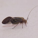 Cerastipsocus venosus - Photo (c) Fyn Kynd,  זכויות יוצרים חלקיות (CC BY-SA), הועלה על ידי Fyn Kynd