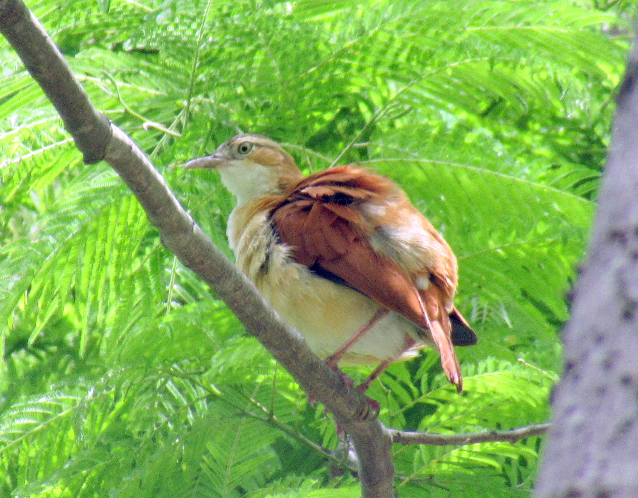 Furnarius leucopus image