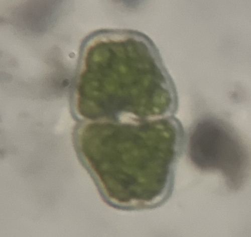 Cosmarium hammeri