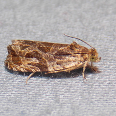 Olethreutes tilianum