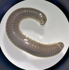 Cylindroiulus londinensis