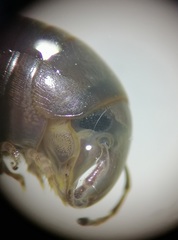 Cylindroiulus londinensis