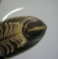 Cylindroiulus londinensis