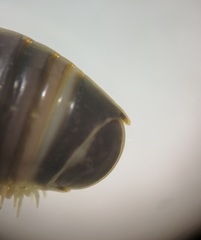 Cylindroiulus londinensis