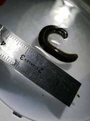 Cylindroiulus londinensis