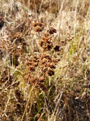 Juncus acuminatus