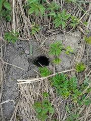Talpa europaea
