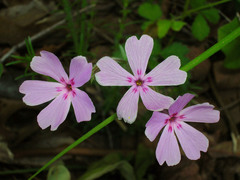 Phlox nivalis