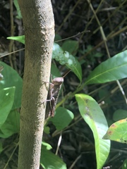 Abracris flavolineata