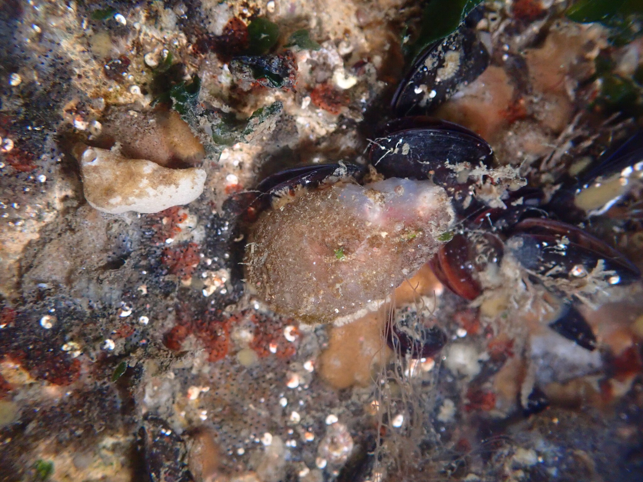 Ascidiella aspersa (Müller, 1776)