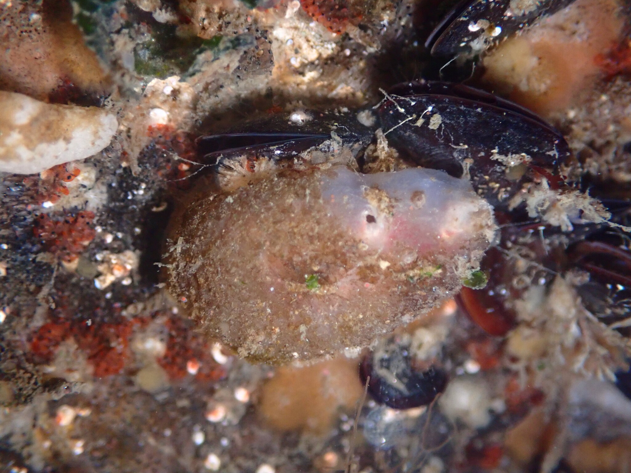 Ascidiella aspersa (Müller, 1776)