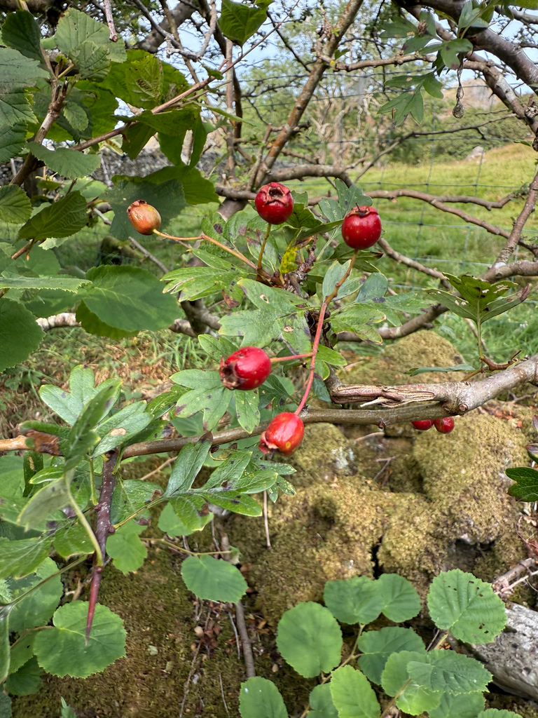Crataegus monogyna