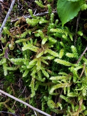 Lycopodiales