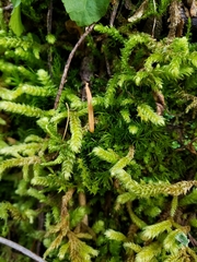 Lycopodiales