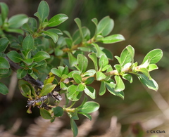 Coprosma montana