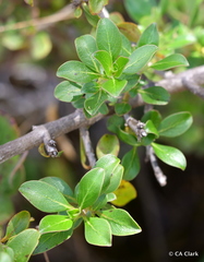 Coprosma montana