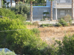 Coracias garrulus garrulus