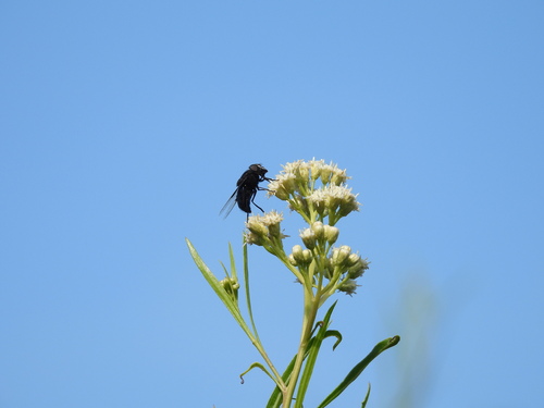 iNaturalist observation photo of Copestylum violaceum