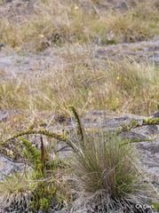 Deschampsia nubigena