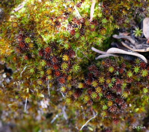 Polytrichum piliferum observed 2019-10-09