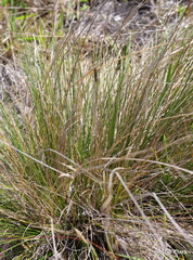 Deschampsia nubigena