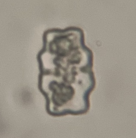 Cosmarium trilobulatum