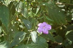 Ruellia breedlovei