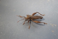 Piezogaster basilicus