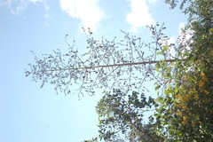 Furcraea guatemalensis