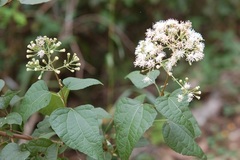 Chromolaena collina