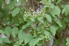 Archibaccharis schiedeana