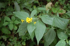 Hymenostephium cordatum