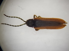 Omalisus fontisbellaquei