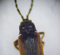 Omalisus fontisbellaquei