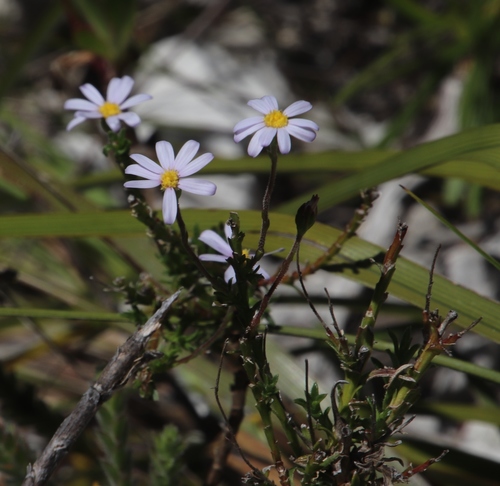 Image of Zyrphelis corymbosa by (c) Tony Rebelo, some rights reserved (CC BY-SA)