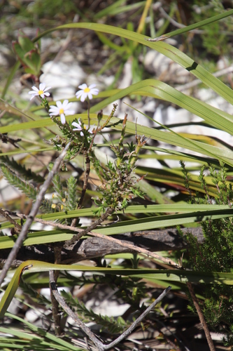Image of Zyrphelis corymbosa by (c) Tony Rebelo, some rights reserved (CC BY-SA)
