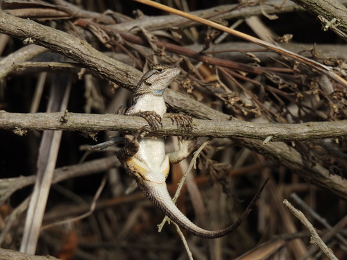 iNaturalist observation photo of Western Fence Lizard