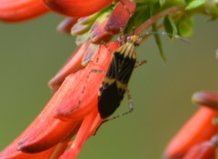 Hypselonotus lineatus