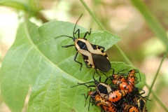 Sephina vinula