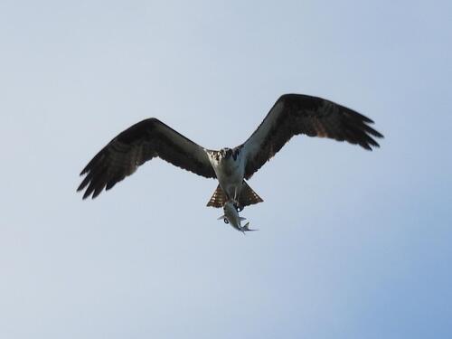 iNaturalist observation photo of Osprey