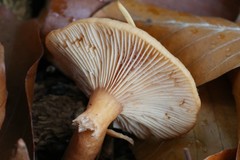 Lactarius tabidus