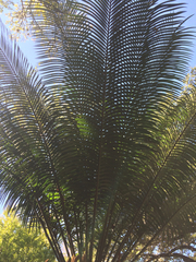 Cycas circinalis