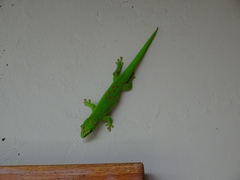 Phelsuma grandis