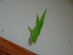 Phelsuma grandis