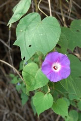 Ipomoea villifera