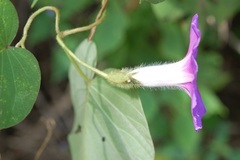 Ipomoea villifera