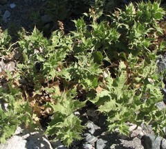 Ambrosia ilicifolia
