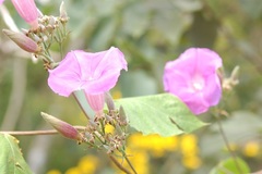 Ipomoea leucotricha