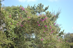 Ipomoea bernoulliana