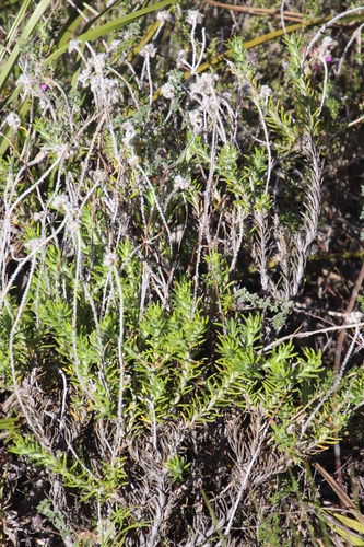 Image of Anaxeton asperum by (c) Tony Rebelo, some rights reserved (CC BY-SA)